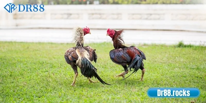 Đá Gà DR88 - Sân Chơi Giải Trí Trực Tuyến Uy Tín 2025 2 Các loại hình đá gà hấp dẫn tại nhà cái DR88