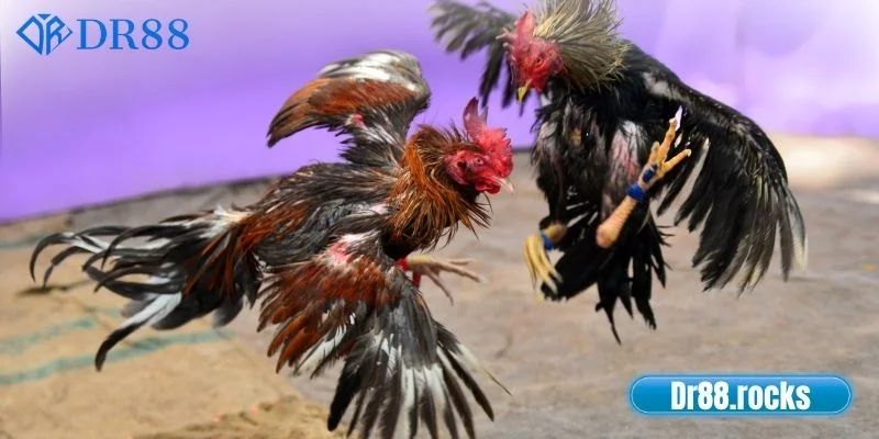 Đá Gà DR88 - Sân Chơi Giải Trí Trực Tuyến Uy Tín 2025 1 Giới thiệu tổng quan sảnh đá gà DR88